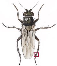 Springfluer (Familie Sphaeroceridae)