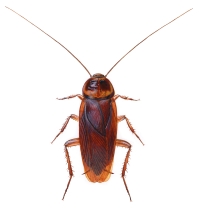 Amerikansk kakerlakk (Periplaneta americana)