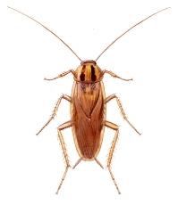Tysk kakerlakk (Blattella germanica)
