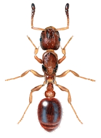 Eitermaur (Myrmica spp.)